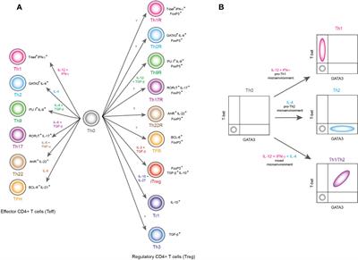 Hybrid lineages of CD4+ T cells: a handbook update